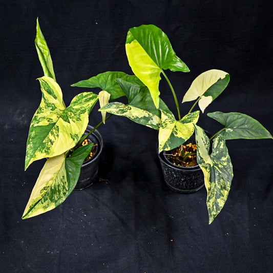 Syngonium yellow variegated
