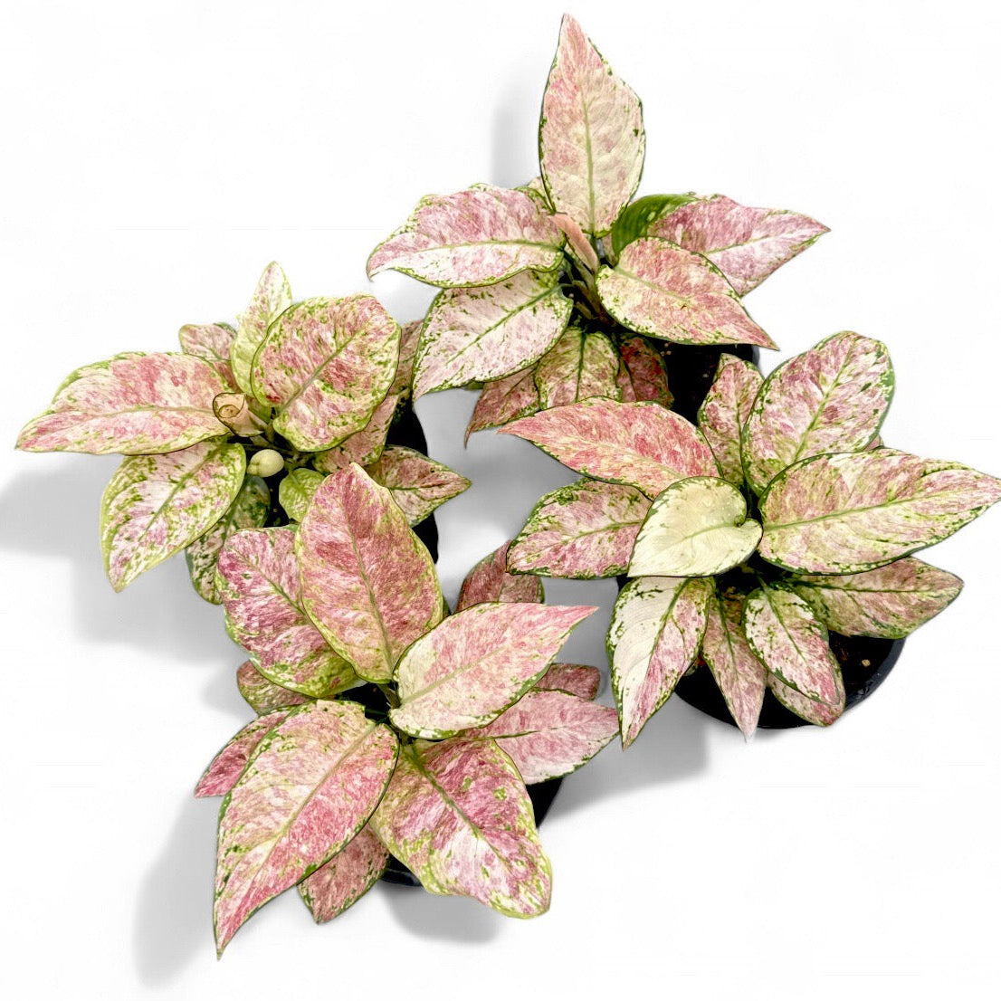 Aglaonema 'Multicolor'