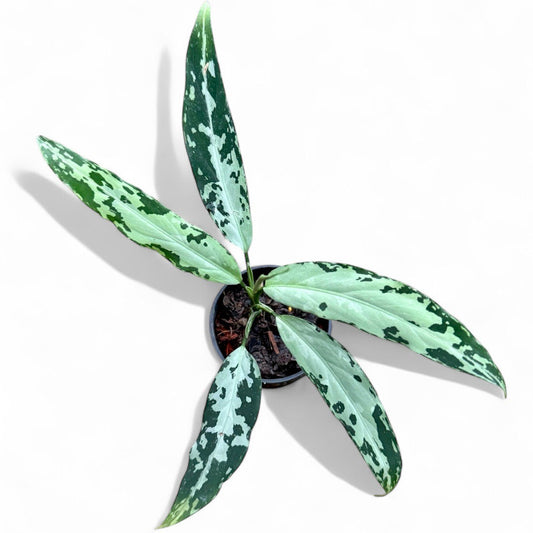 Aglaonema pictum green-gay narrow