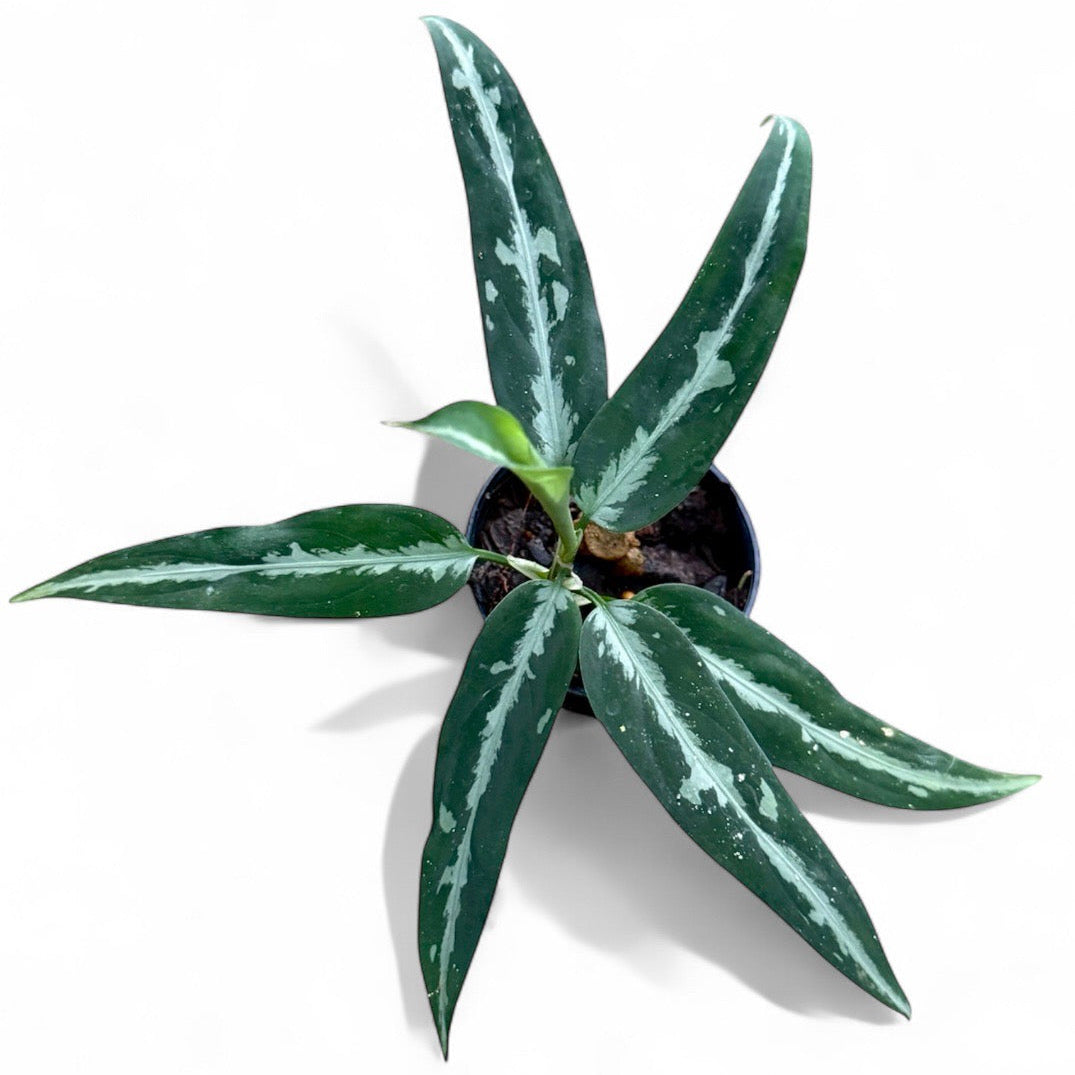 Aglaonema pictum sky way narrow (PSG)