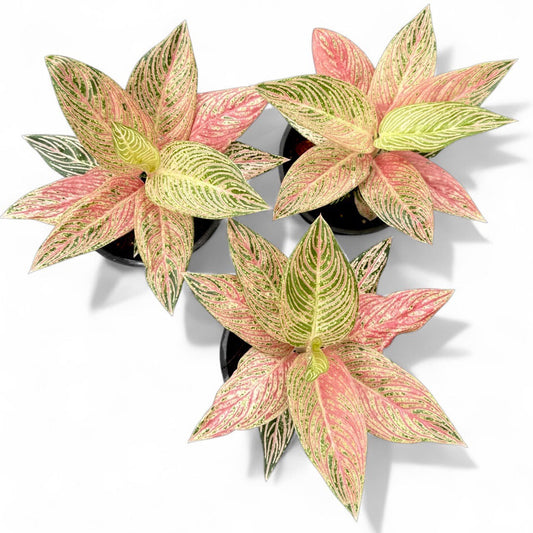 Aglaonema 'Golden Hope' -Rare-