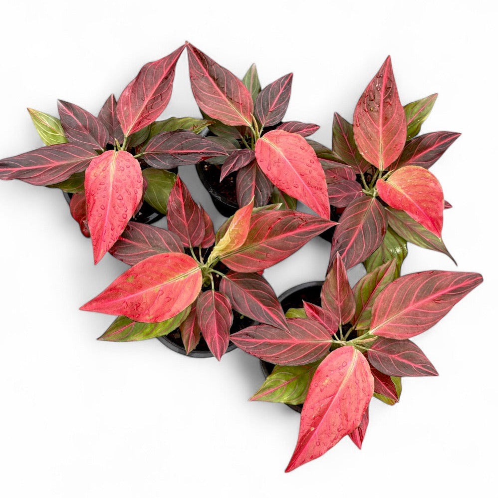 Aglaonema 'Red Vien Single'