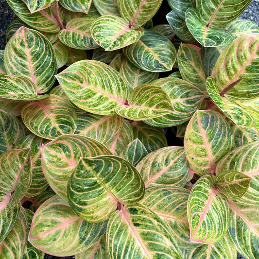 Aglaonema 'Siam Perfect'