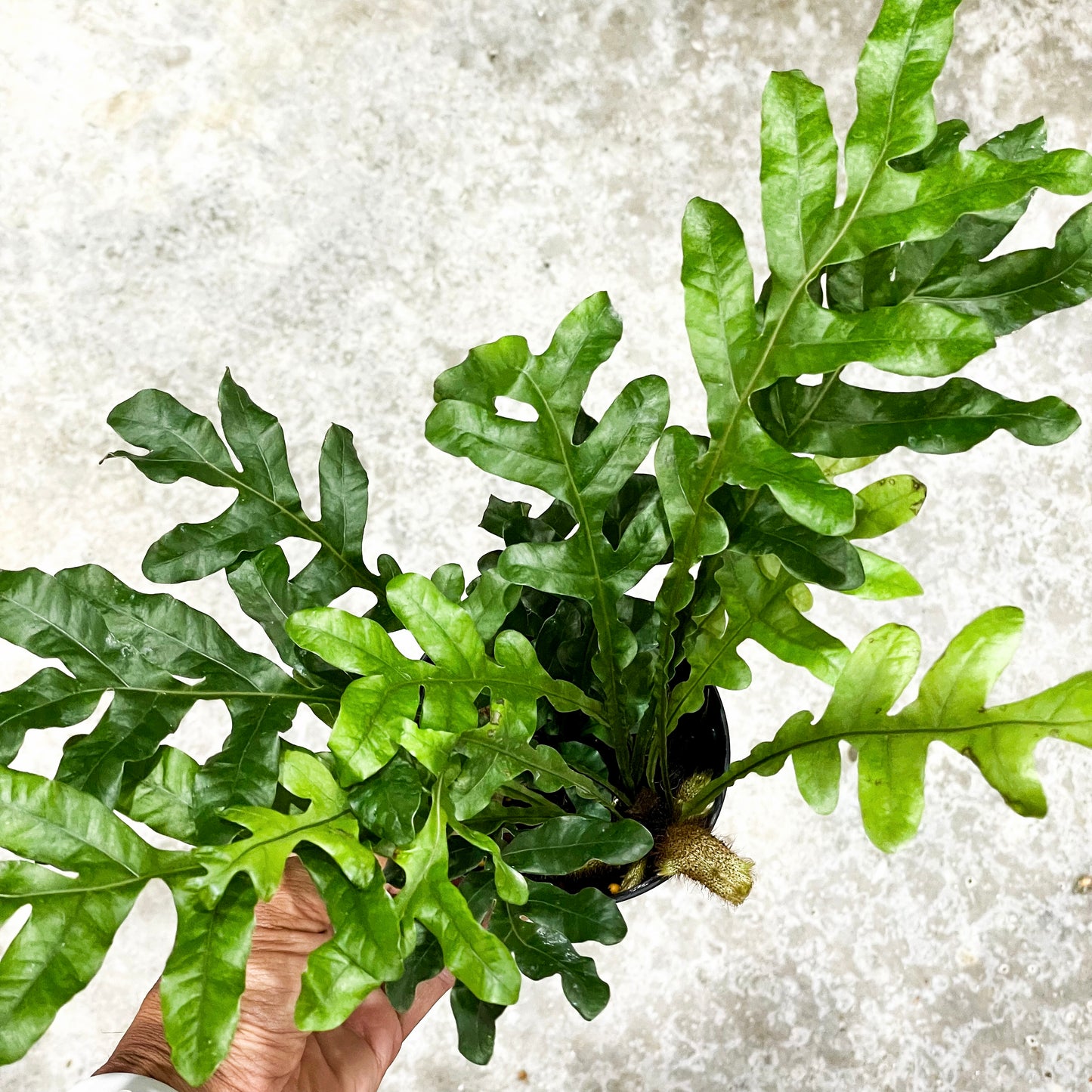 Drynaria bonnii dwarf
