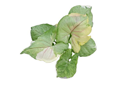 Syngonium Orm Thong variegated (Mango Allusion)
