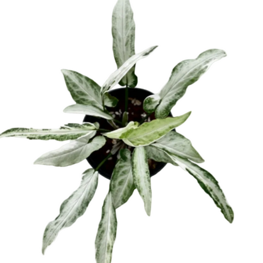 Syngonium starlite