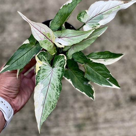 Syngonium white princess