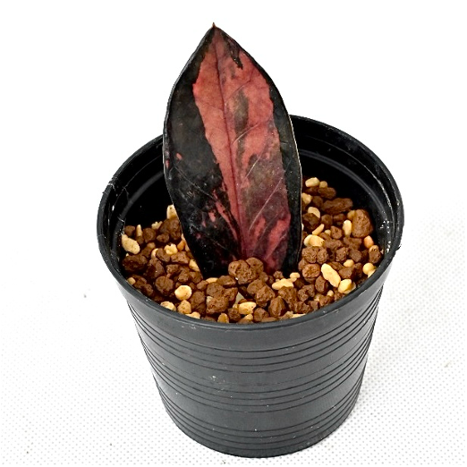 Zamioculcas zamiifolia Raven Pink variegated